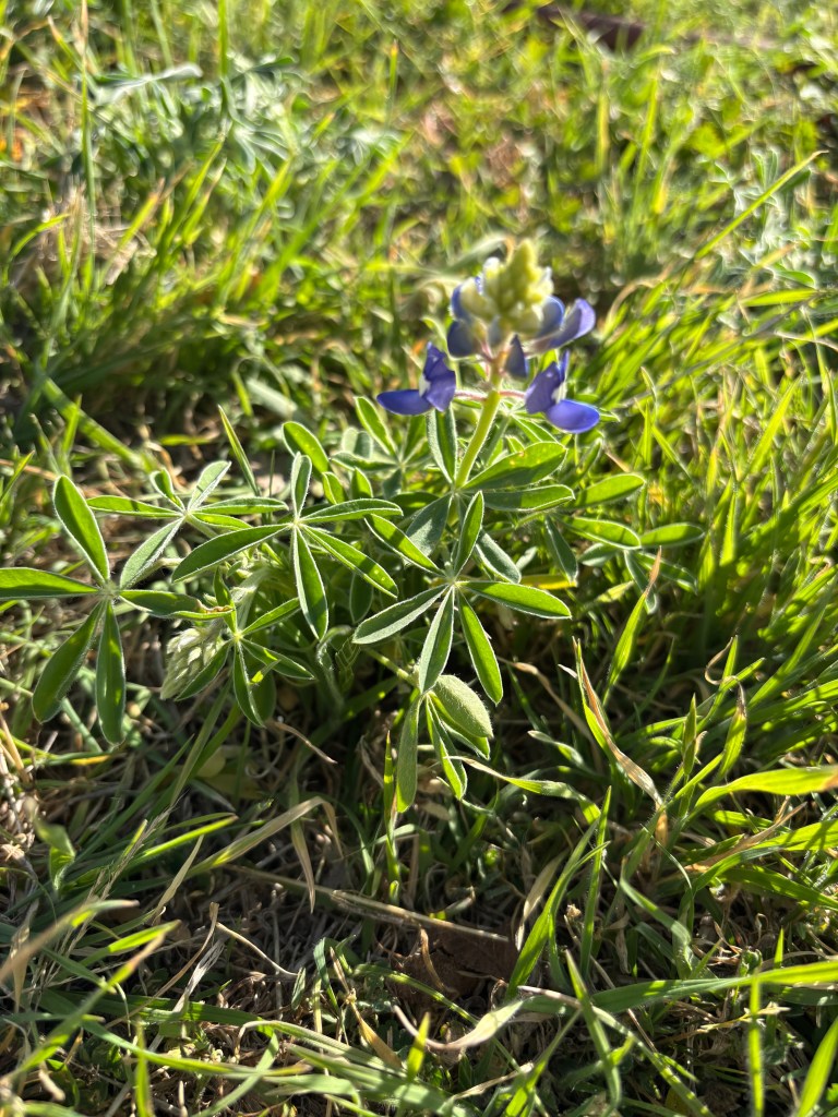 This image has an empty alt attribute; its file name is img_0974.jpg